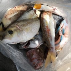 本部釣りイカダ 釣果