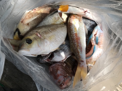 本部釣りイカダ 釣果