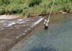 大井川(大井川(非)漁業協同組合) 釣果