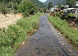 大井川(大井川(非)漁業協同組合) 釣果