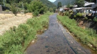 大井川(大井川(非)漁業協同組合) 釣果