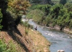 大井川(大井川(非)漁業協同組合) 釣果