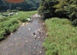 大井川(大井川(非)漁業協同組合) 釣果