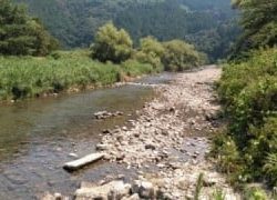 大井川(大井川(非)漁業協同組合) 釣果