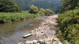 大井川(大井川(非)漁業協同組合) 釣果