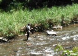 大井川(大井川(非)漁業協同組合) 釣果