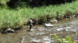 大井川(大井川(非)漁業協同組合) 釣果