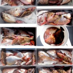 来温丸(らいおんまる) 釣果