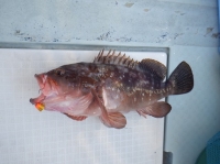 遊漁船 幸友丸 釣果