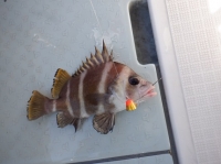 遊漁船 幸友丸 釣果