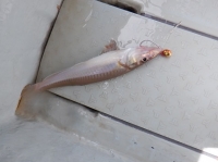 遊漁船 幸友丸 釣果