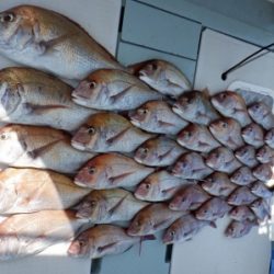 遊漁船 幸友丸 釣果