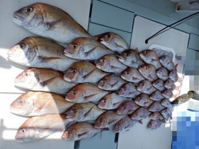 遊漁船 幸友丸 釣果