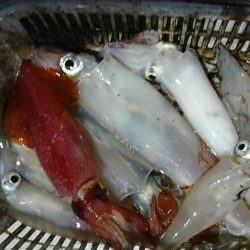 海龍丸（福岡） 釣果