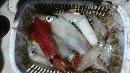 海龍丸（福岡） 釣果