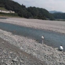 大井川(大井川(非)漁業協同組合) 釣果