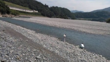 大井川（大井川(非)漁業協同組合） 釣果