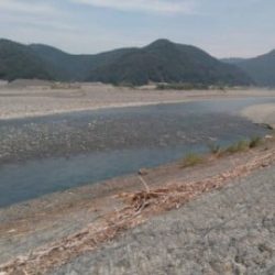 大井川(大井川(非)漁業協同組合) 釣果