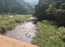 大井川(大井川(非)漁業協同組合) 釣果