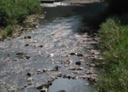 大井川(大井川(非)漁業協同組合) 釣果