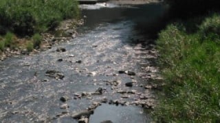 大井川(大井川(非)漁業協同組合) 釣果