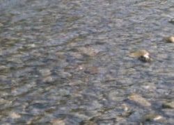 大井川(大井川(非)漁業協同組合) 釣果