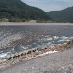 大井川(大井川(非)漁業協同組合) 釣果