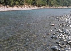 大井川(大井川(非)漁業協同組合) 釣果