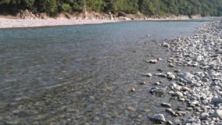 大井川(大井川(非)漁業協同組合) 釣果