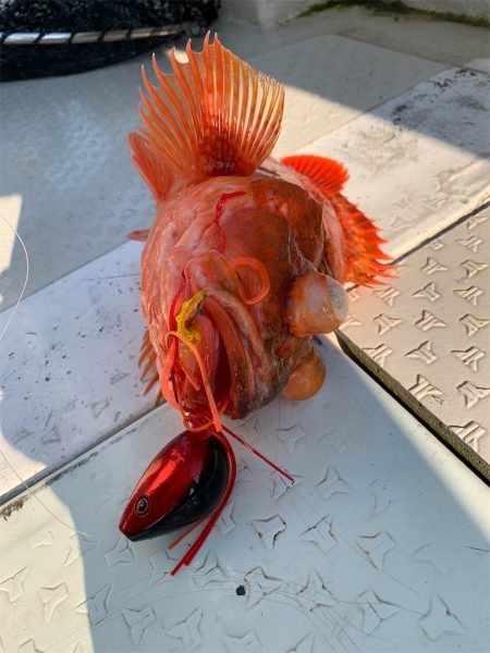 マタウマリンサービス 釣果