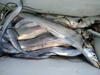 おおせき丸 釣果