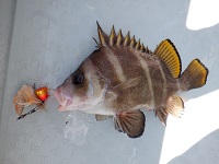 遊漁船 幸友丸 釣果