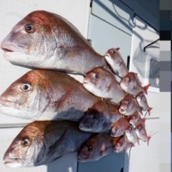 遊漁船 幸友丸 釣果