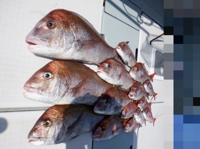 遊漁船 幸友丸 釣果