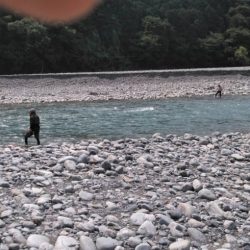 大井川(大井川(非)漁業協同組合) 釣果