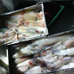 海龍丸（福岡） 釣果