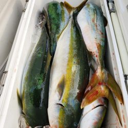 武士(SAMURAI) 釣果