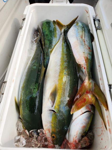 武士(SAMURAI) 釣果