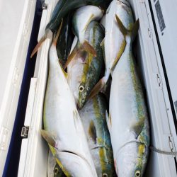 武士(SAMURAI) 釣果