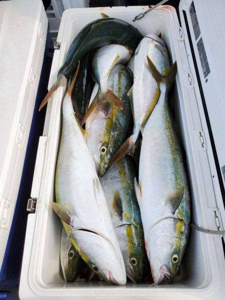 武士(SAMURAI) 釣果