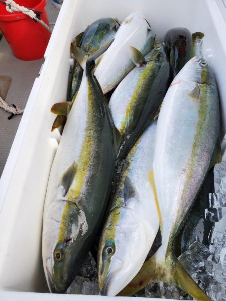 武士(SAMURAI) 釣果