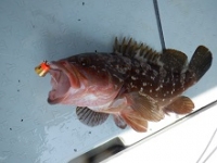 遊漁船 幸友丸 釣果