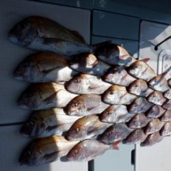 遊漁船 幸友丸 釣果