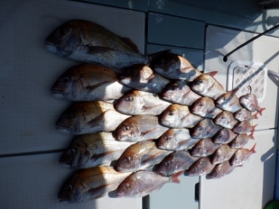 遊漁船 幸友丸 釣果