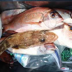 松本釣船２ 釣果