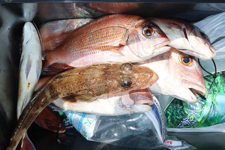 松本釣船２ 釣果