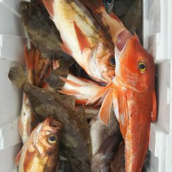 モンロー号 釣果