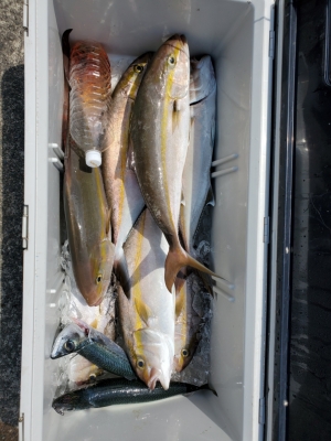 FJガイドサービス 釣果