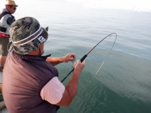 遊漁船 幸友丸 釣果