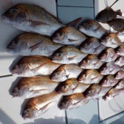 遊漁船 幸友丸 釣果